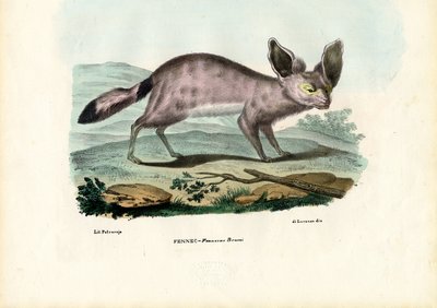 Fennek, 1863-79 door Raimundo Petraroja